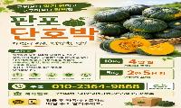 제주 판포 단호박 판매합니다